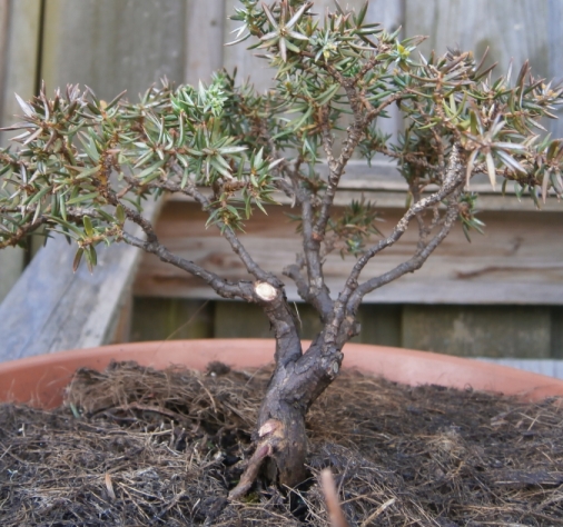 JuniperusRL2.jpg